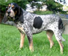 Click here for more detailed Blue Tick Coonhound breed information and available puppies, studs dogs, clubs and forums